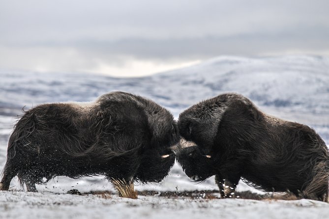 Musk ox Safari in Dovrefjell National Park, Oppdal Safari - Key things to know before you book
