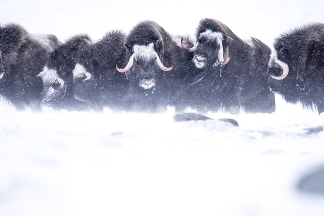 Musk ox Safari in Dovrefjell National Park, Oppdal Safari - Finding musk ox in Dovrefjell