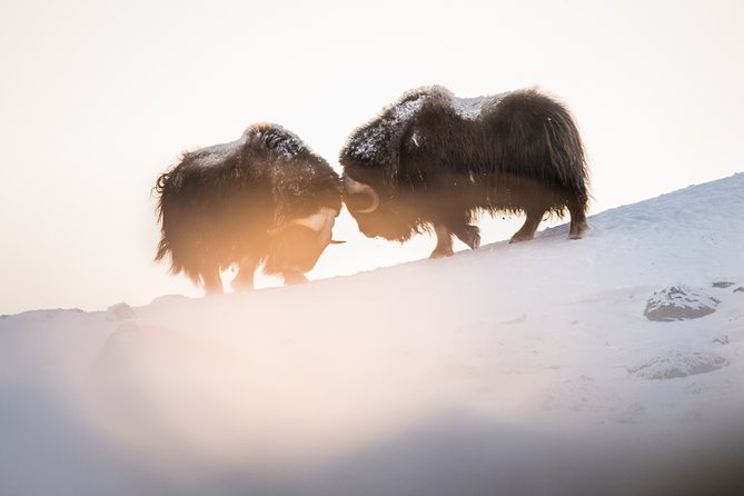 Musk ox Safari in Dovrefjell National Park, Oppdal Safari - Weather is part of the Dovrefjell experience