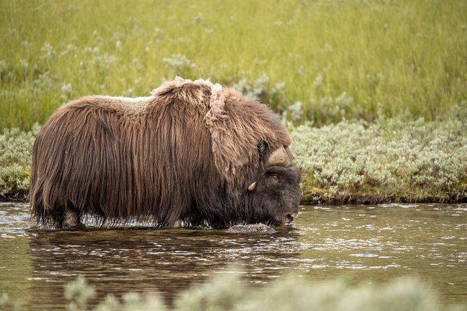 Musk ox Safari in Dovrefjell National Park, Oppdal Safari - Price and practical value at $85.57