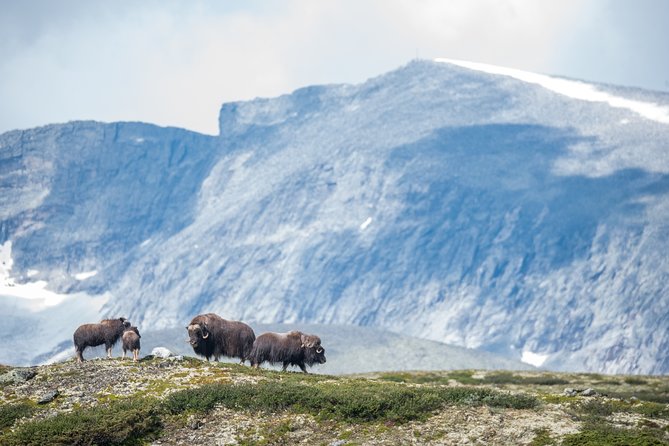 Musk ox Safari in Dovrefjell National Park, Oppdal Safari - Who should book this hike?