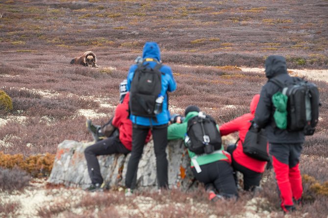 Musk ox Safari in Dovrefjell National Park, Oppdal Safari - The guide-led approach is the real value