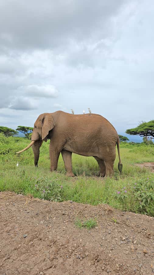 Nairobi: 3-Days 2-Nights Maasai Mara Group Safari in 4x4 - A full day in Maasai Mara from 7am to 4pm