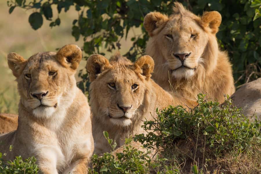 Nairobi: 3-Days 2-Nights Maasai Mara Group Safari in 4x4 - The Mara River, hippos, crocodiles, and migration timing