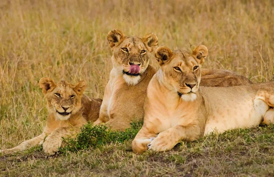 Nairobi: 3-Days 2-Nights Maasai Mara Group Safari in 4x4 - The driver and guide can shape your safari