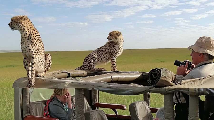 Nairobi: 4-Day Maasai Mara & Lake Nakuru Camping Safari - What the guide can add to the safari