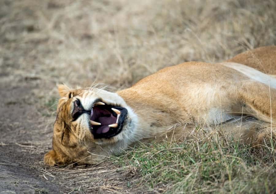 Nairobi: 4 Day Masai Mara and Lake Nakuru Camping Safari - The safari at a glance