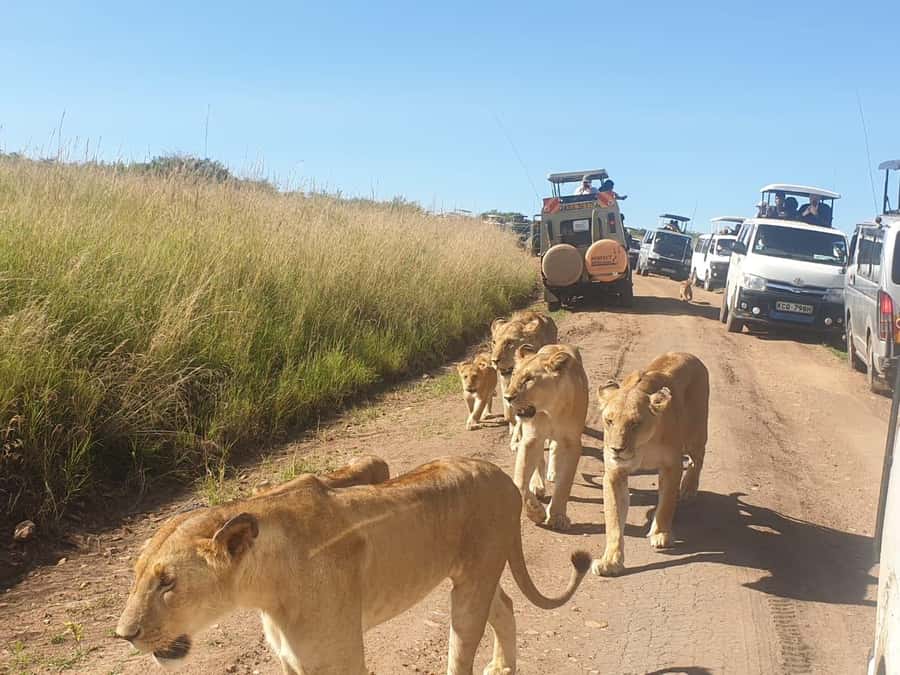 Nairobi: 4 Day Masai Mara and Lake Nakuru Camping Safari - From Nairobi to the Mara on Day 1