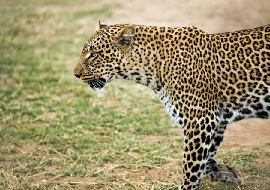 Nairobi: 4 Day Masai Mara and Lake Nakuru Camping Safari - Day 3: Mara to Nakuru with optional extras