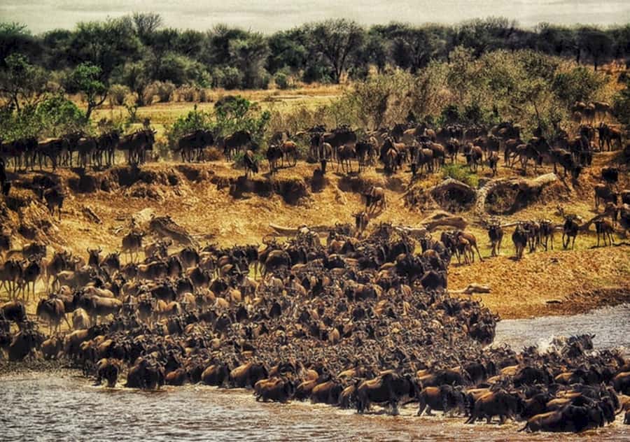 Nairobi: 4 Day Masai Mara and Lake Nakuru Camping Safari - What the $360 price really buys
