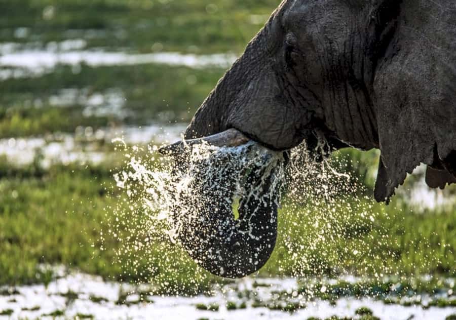 Nairobi: 4 Day Masai Mara and Lake Nakuru Camping Safari - A full day among Mara predators