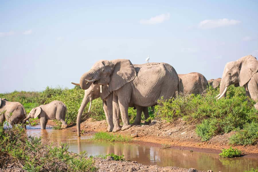 Nairobi: Day Tour to Amboseli National Park & Maasai Village - Key points to know before booking