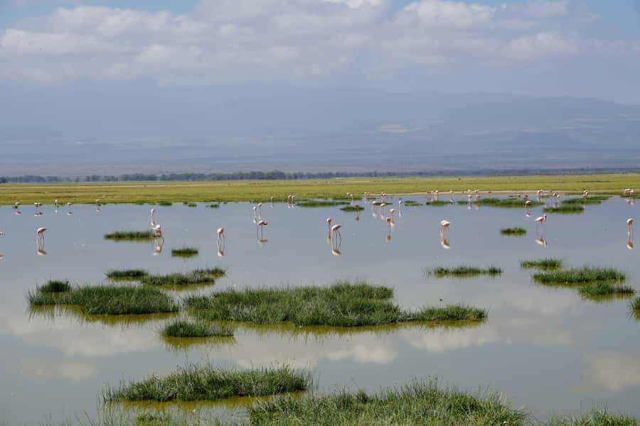 Nairobi: Day Tour to Amboseli National Park & Maasai Village - Why Amboseli makes a memorable day from Nairobi
