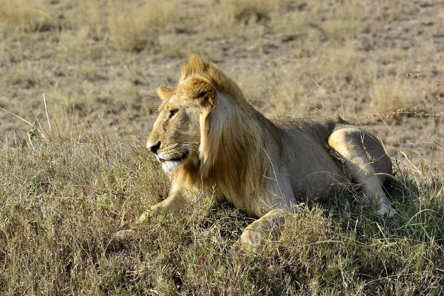 Nairobi: Day Tour to Amboseli National Park & Maasai Village - Five hours among Amboseli’s elephants and plains