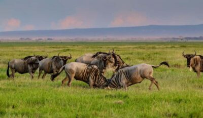Day Tour to Amboseli National Park & Maasai Village