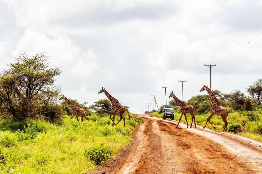 Nairobi: Day Tour to Amboseli National Park & Maasai Village - Lunch near the park, with a practical warning