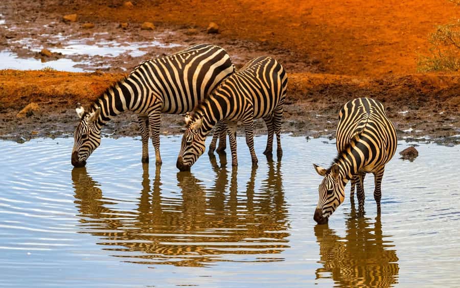 Nairobi: Day Tour to Amboseli National Park & Maasai Village - What the long day feels like in practice