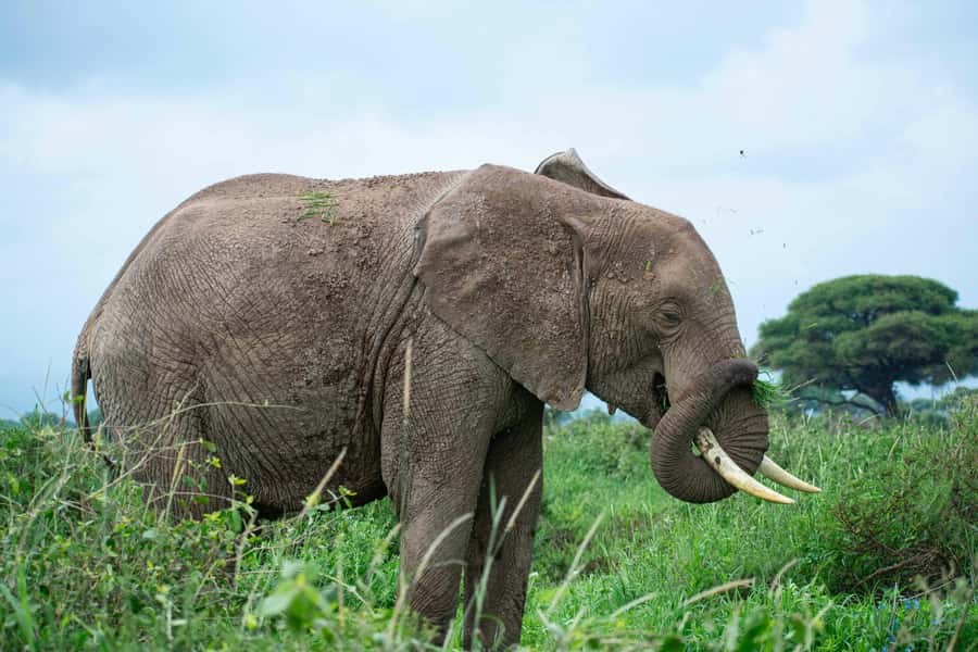 Nairobi: Day Tour to Amboseli National Park & Maasai Village - Booking advice for a smoother day