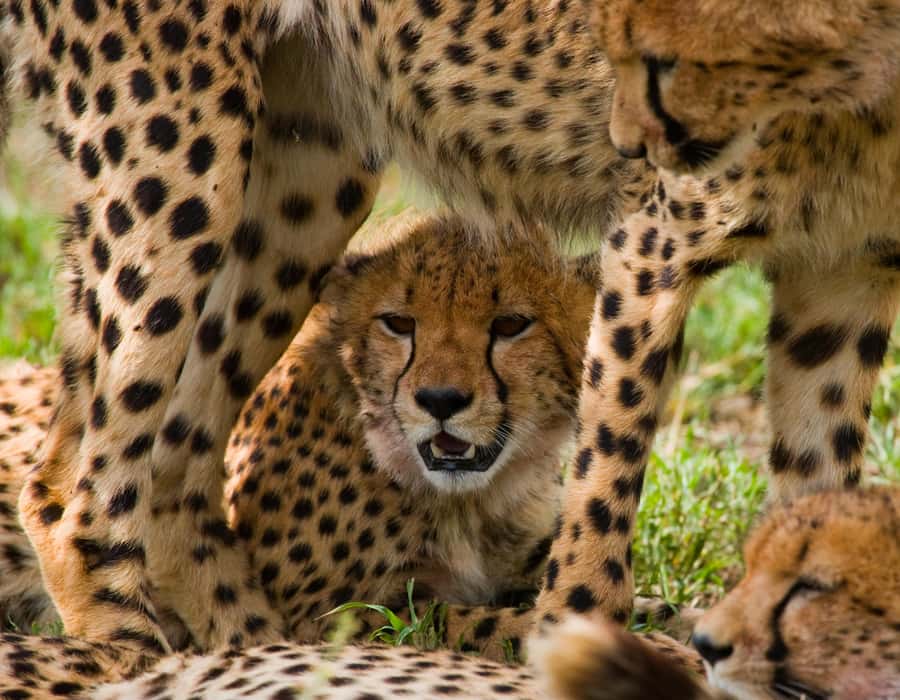 Nairobi: Day Trip to Maasai Mara Reserve & Maasai village - The Real Question: Is Maasai Mara Possible in One Day?