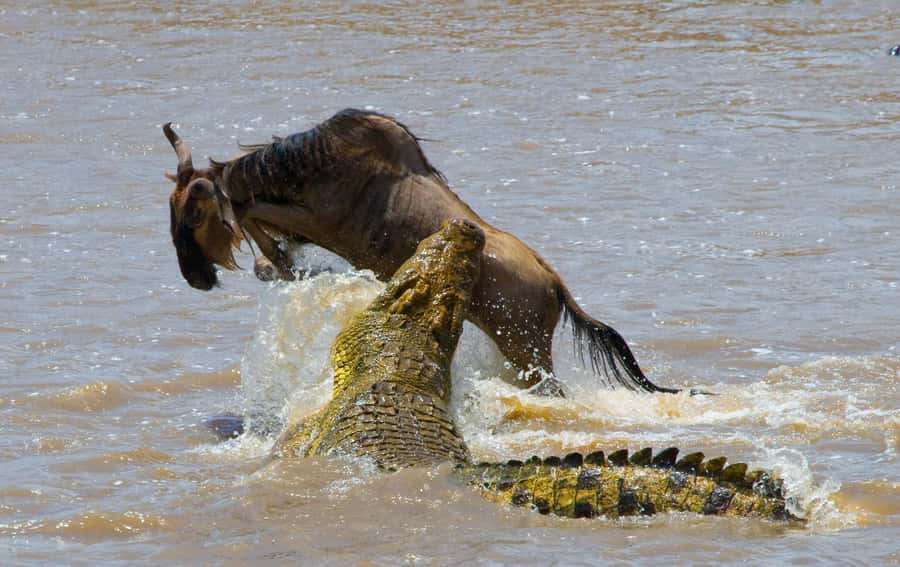 Nairobi: Day Trip to Maasai Mara Reserve & Maasai village - Shared Van or 4x4 Land Cruiser?