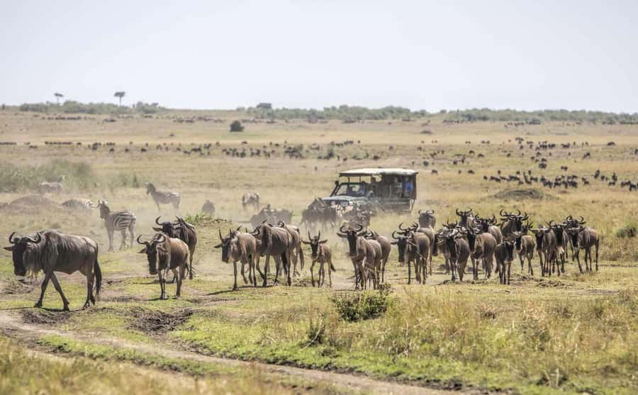 Nairobi: Day Trip to Maasai Mara Reserve & Maasai village - What the Wildlife Time Is Really Worth