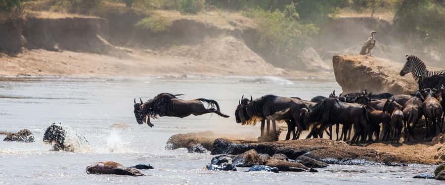 Nairobi: Day Trip to Maasai Mara Reserve & Maasai village - How the Guides Shape the Day