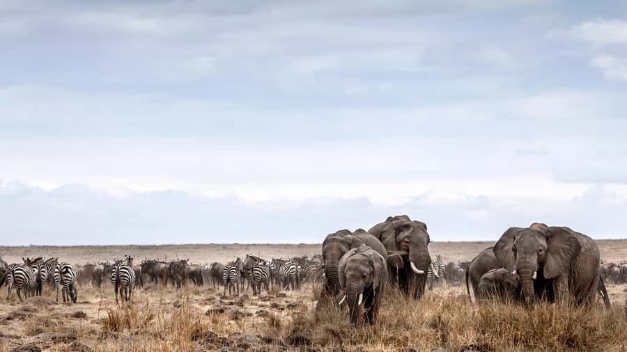 Nairobi: Day Trip to Maasai Mara Reserve & Maasai village - Who Should Book This Day Trip?