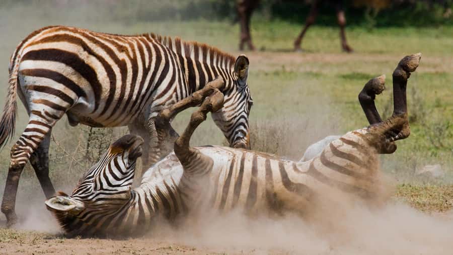 Nairobi: Day Trip to Maasai Mara Reserve & Maasai village - Practical Details Before You Pay