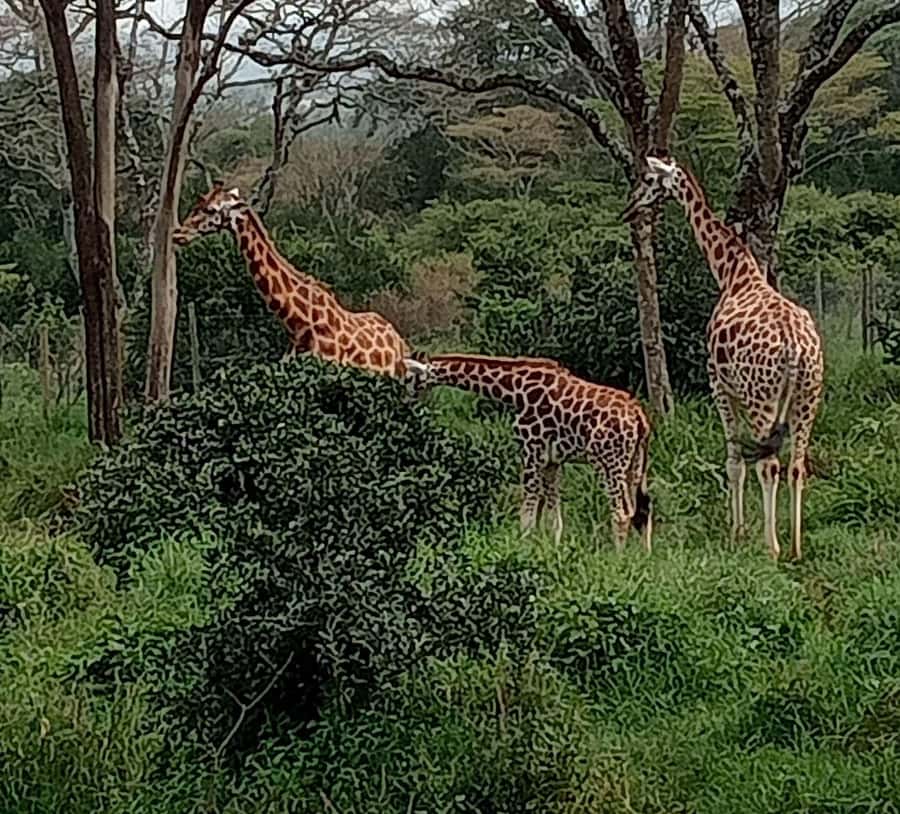Nairobi: Hell's Gate National Park and Lake Naivasha Tour - Why Hell’s Gate works so well as a day trip