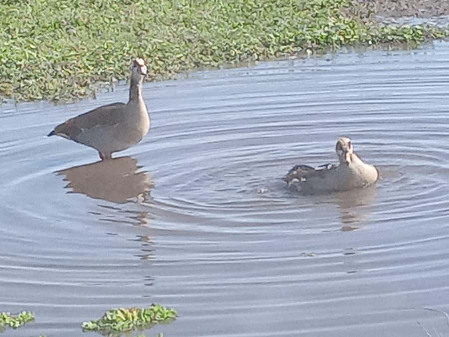 Nairobi: Hell's Gate National Park and Lake Naivasha Tour - What the $110 price really covers
