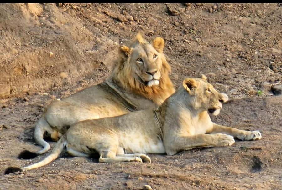 Nairobi: Nairobi National Park Half-Day Game Drive - Should you book the Nairobi National Park drive?