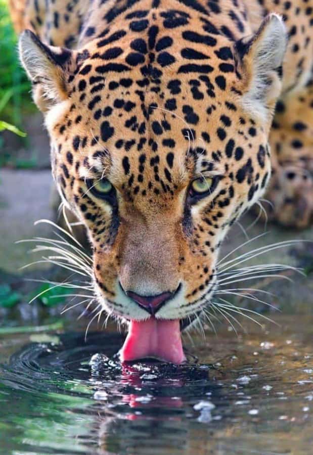 Nairobi: Nairobi National Park Half-Day Game Drive - What the four-hour game drive feels like