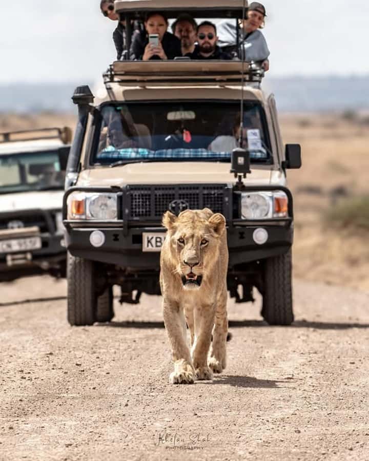 Nairobi: Nairobi National Park Half-Day Game Drive - Morning or afternoon: which start should you choose?