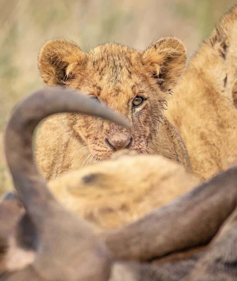 Nairobi: Nairobi National Park Half-Day Game Drive - The real price, once park fees are added