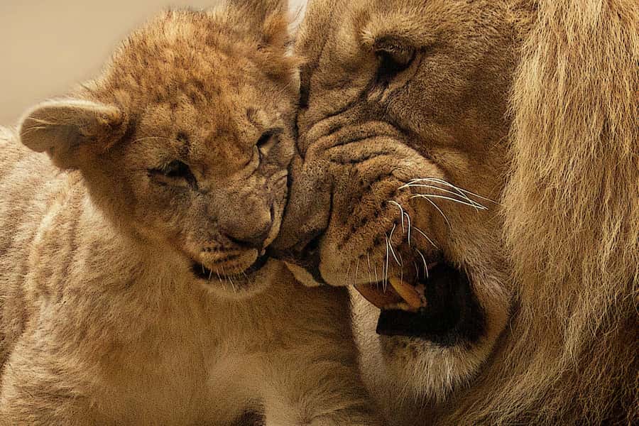 Nairobi: Nairobi National Park Half-Day Game Drive - Who will get the most from this outing?