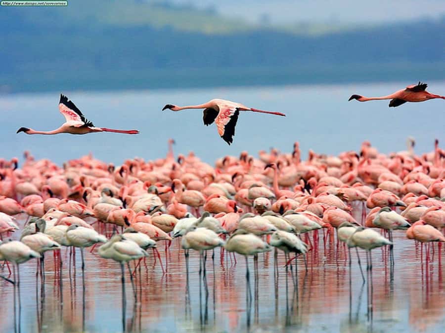 Nairobi: Nakuru National Park and Lake Naivasha Day Tour - Key points to know before booking