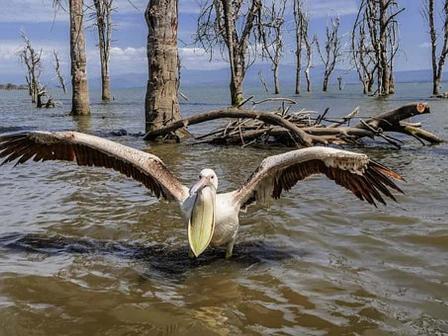 Nairobi: Nakuru National Park and Lake Naivasha Day Tour - Why Lake Nakuru is the main event
