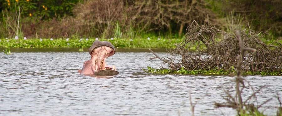 Nairobi: Nakuru National Park and Lake Naivasha Day Tour - Lunch at Lake Nakuru Lodge