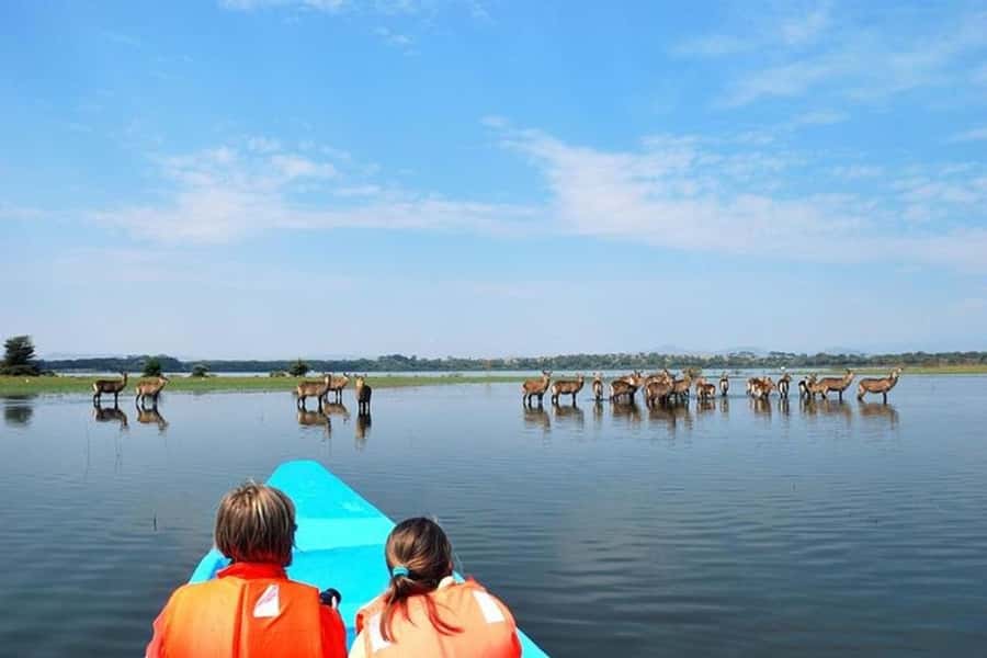 Nairobi: Nakuru National Park and Lake Naivasha Day Tour - Hippos and birds on Lake Naivasha