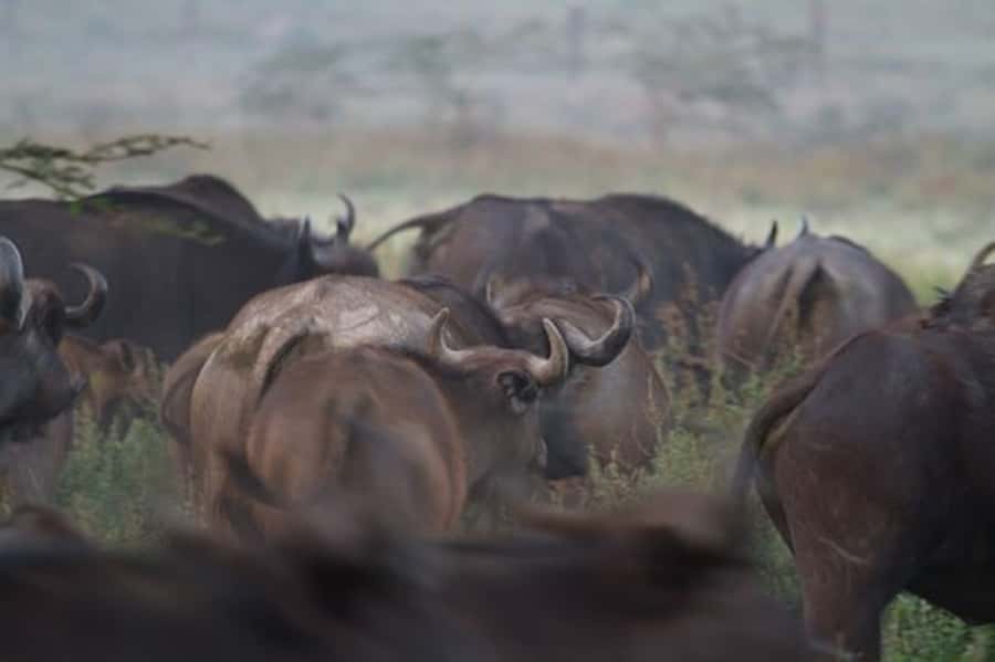 Nairobi: Nakuru National Park and Lake Naivasha Day Tour - Is $215 a fair price?