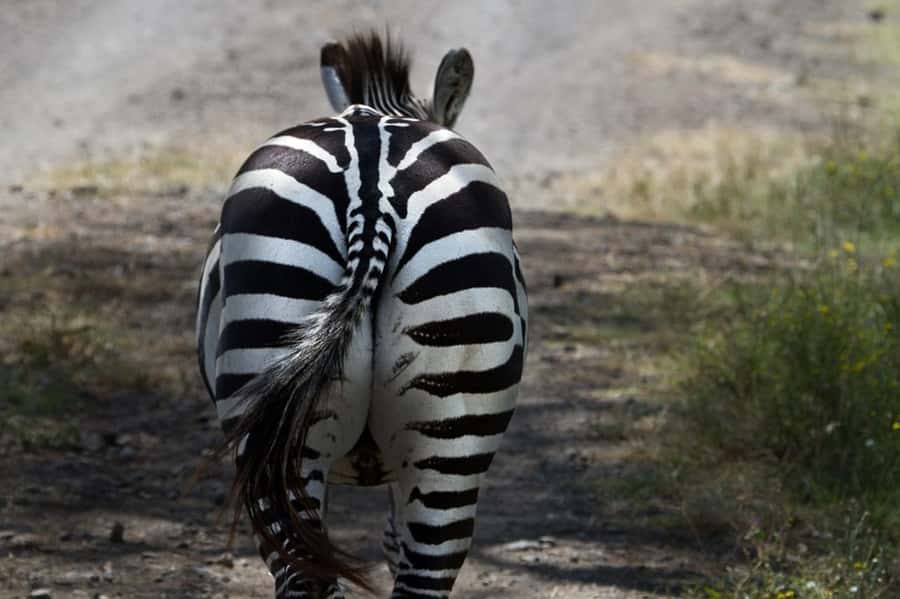 Nairobi: Nakuru National Park and Lake Naivasha Day Tour - Practical tips for getting more from the safari