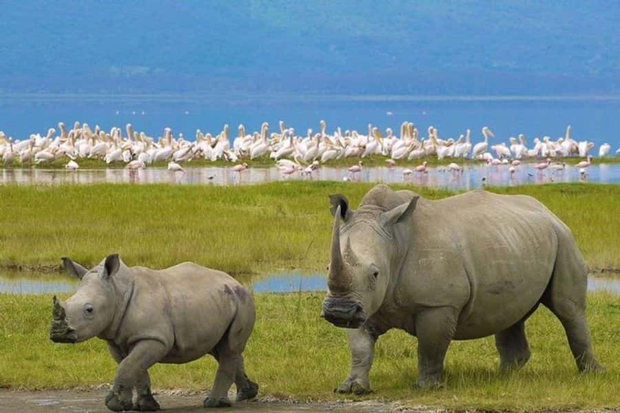 Nairobi: Nakuru National Park and Lake Naivasha Day Tour - The two-hour ride from Nairobi