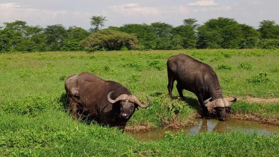 Nairobi National Park 5-hour Guided Game Drive Free Pick up - Key points at a glance