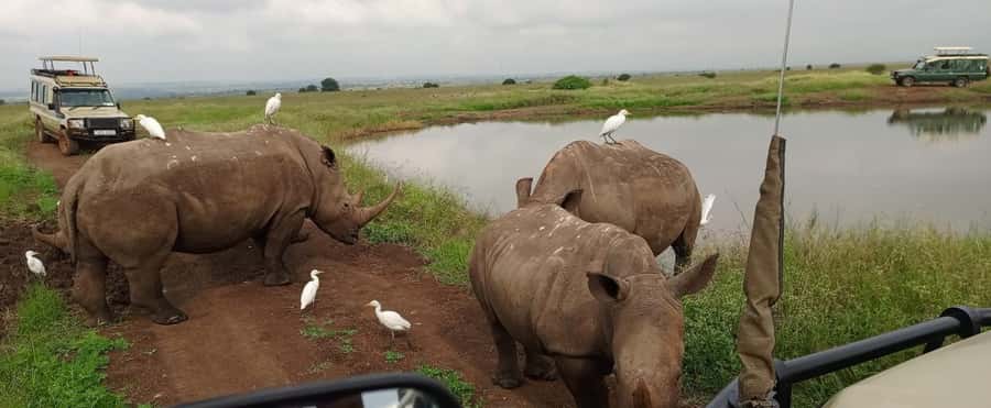 Nairobi National Park 5-hour Guided Game Drive Free Pick up - Why Nairobi National Park feels different