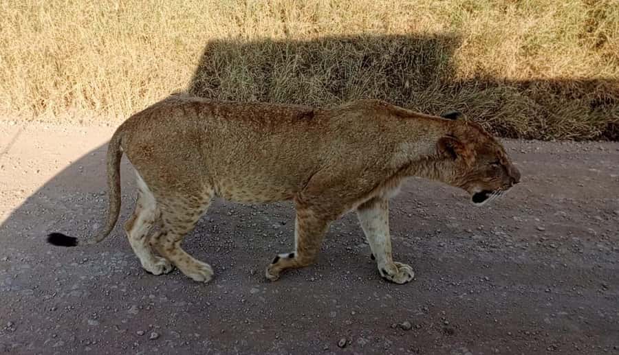 Nairobi National Park 5-hour Guided Game Drive Free Pick up - Five hours among Nairobi’s wildlife