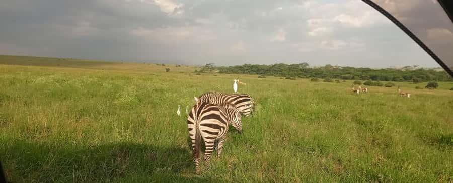 Nairobi National Park 5-hour Guided Game Drive Free Pick up - The vehicle, seating, and group choices