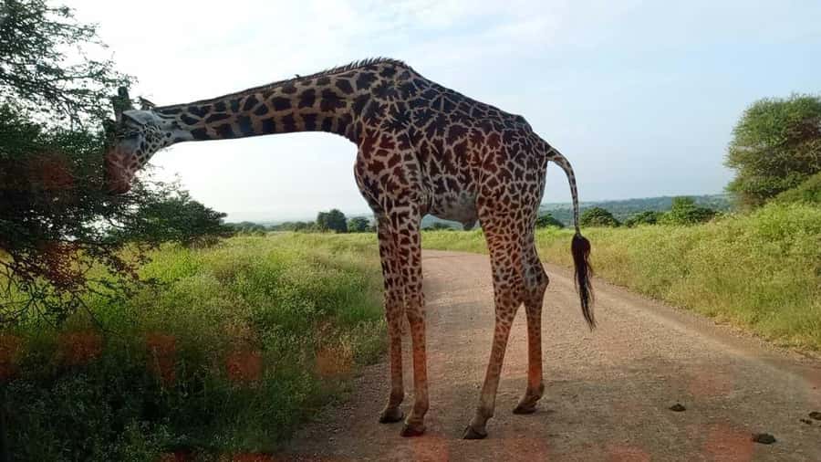 Nairobi National Park 5-hour Guided Game Drive Free Pick up - The Kobe Tough beads and leather stop