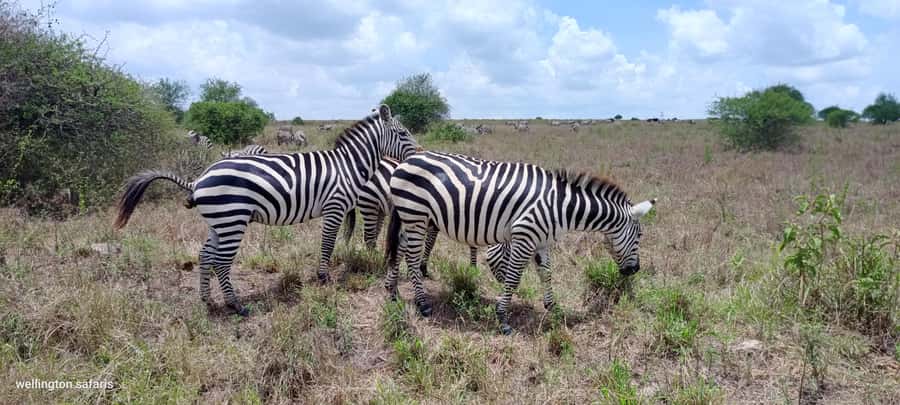 Nairobi National Park 5-hour Guided Game Drive Free Pick up - The real price of the safari