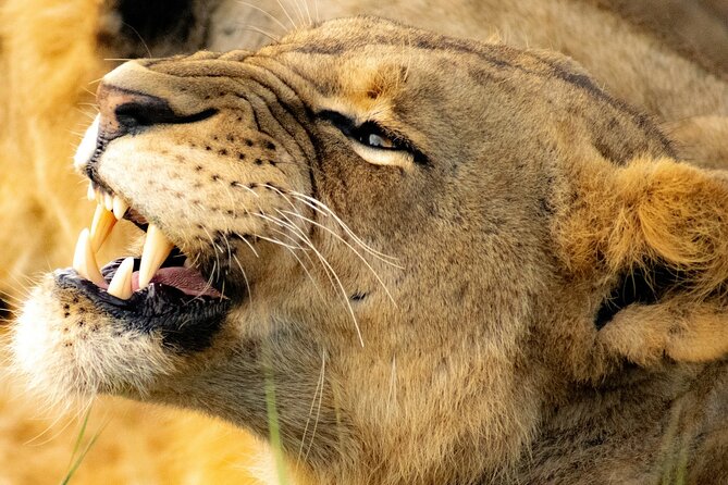 Nairobi: National Park Early Morning or Afternoon Game Drive - Why Nairobi National Park works for a short visit