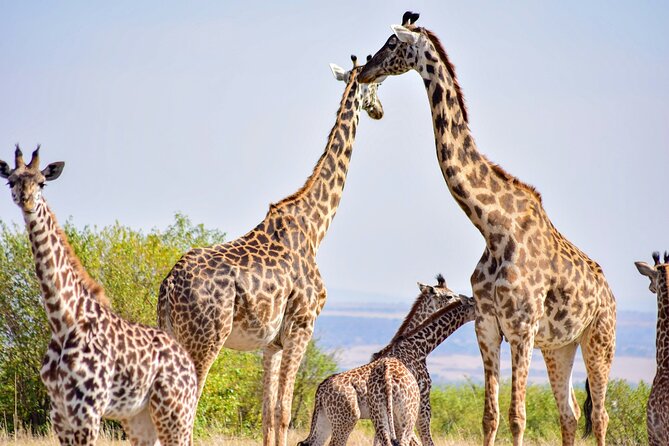 Nairobi: National Park Early Morning or Afternoon Game Drive - Lions, rhinos, and the value of the city backdrop